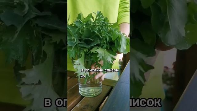 ☘️Зелень в рационе - это живые витамины и они всегда будут эффективнее баночных смотреть онлайн