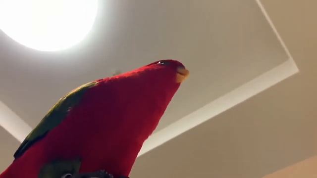red bird wuewuewuewue but with windows error sound 2 смотреть онлайн