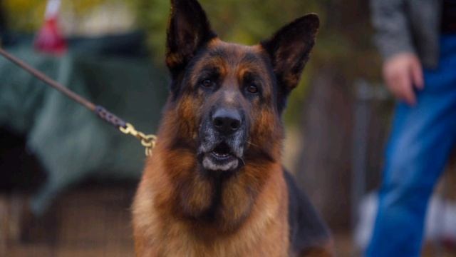 немецкая овчарка России смотреть онлайн