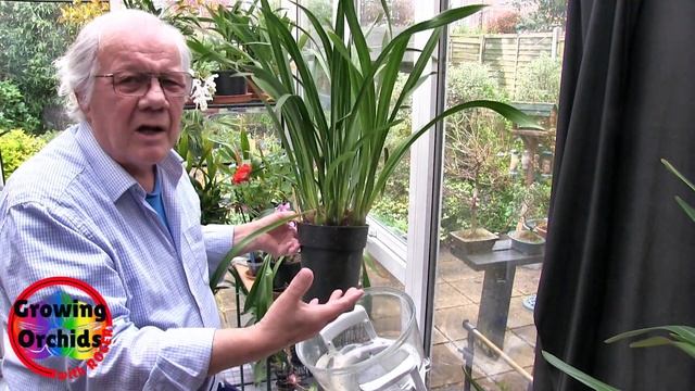Growing Cymbidium Orchids смотреть онлайн