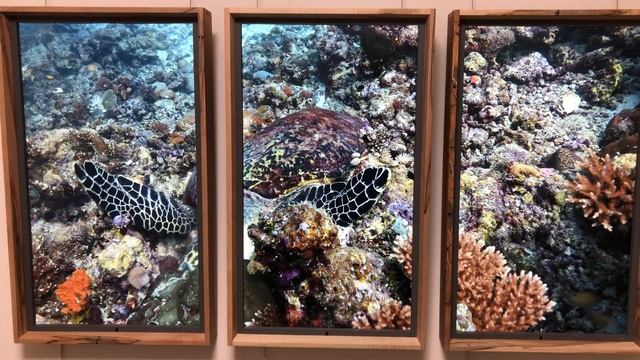 atmoph window 2 紹介動画①　ランガリのウミガメ、アリ環礁、モルディブ смотреть онлайн