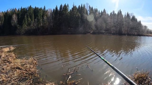 Насаживай, забрасывай и тащи! Ловля уклейки на удочку. Начало весеннего жора уклейки и плотвы. смотреть онлайн