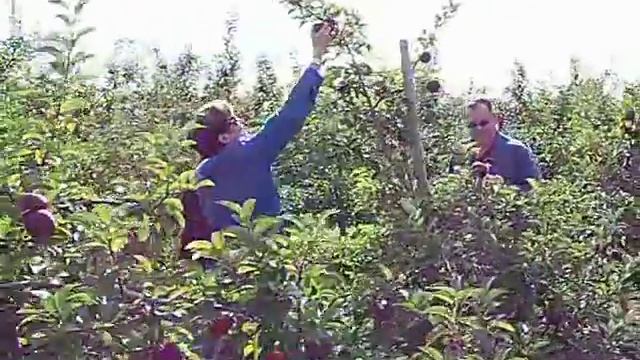 Apple Picking in Prince Edward County Ontario смотреть онлайн