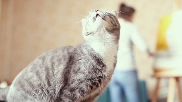 Йети браZа / Кошка и кисточка