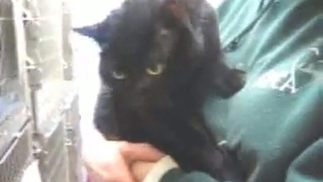 Cat named Zero needs a home смотреть онлайн