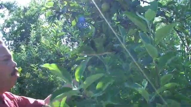 Summer Tips for Apple Trees смотреть онлайн
