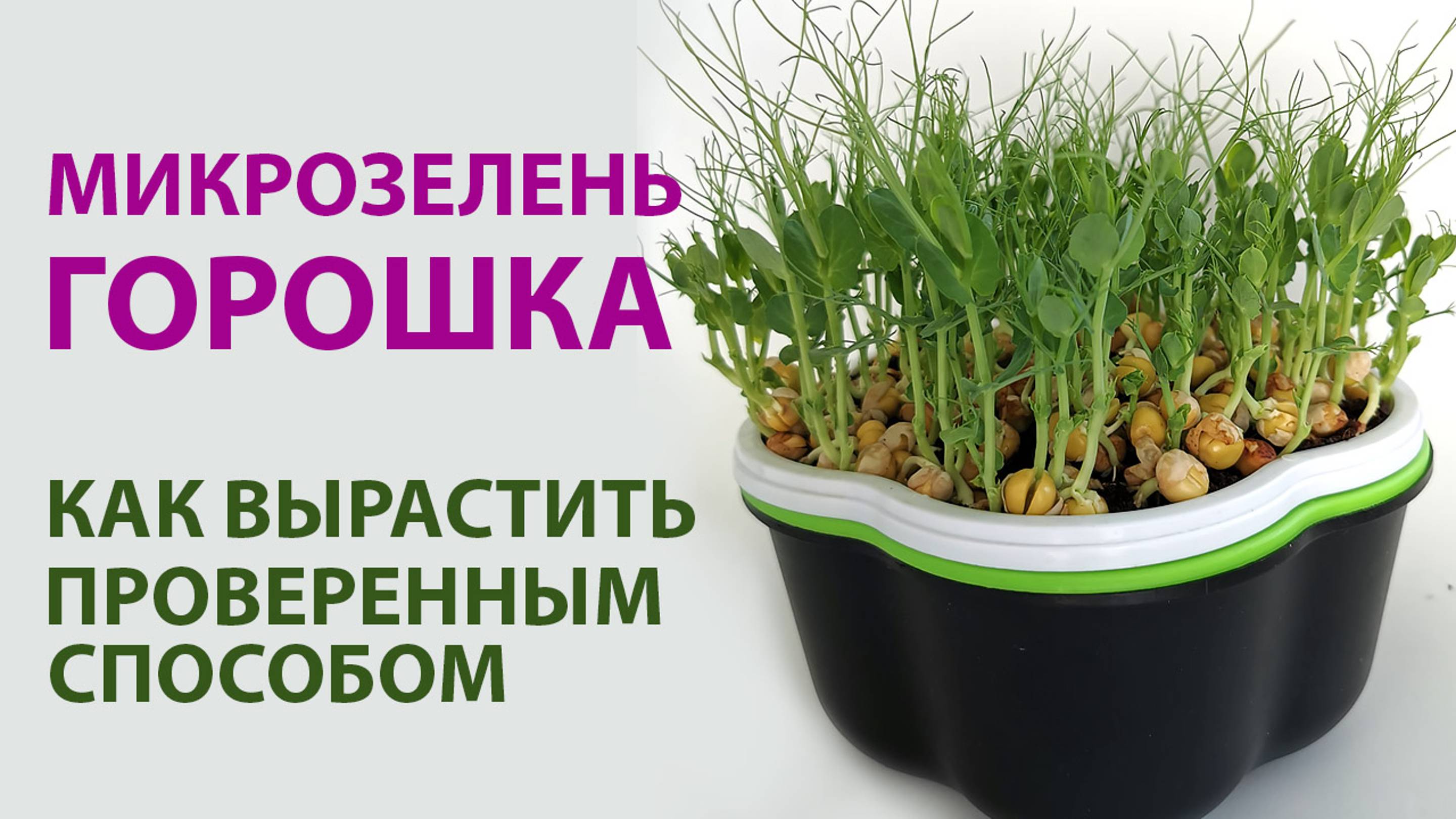 Выращиваем микрозелень горошка БЕЗ ЗЕМЛИ | Витамины своими руками смотреть онлайн