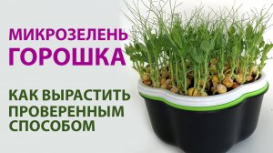 Выращиваем микрозелень горошка БЕЗ ЗЕМЛИ | Витамины своими руками