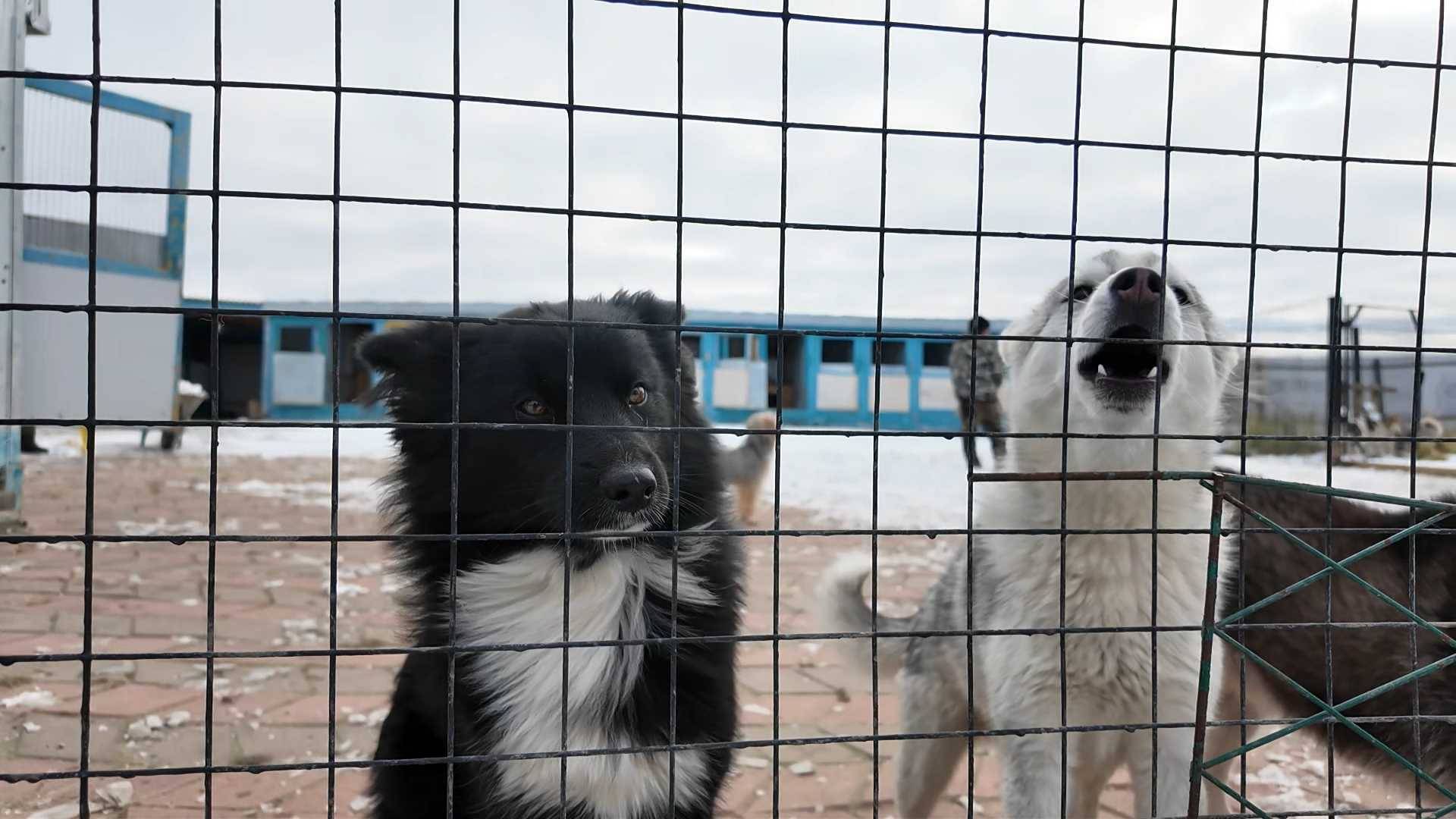 Приют для животных – это начало новой истории смотреть онлайн