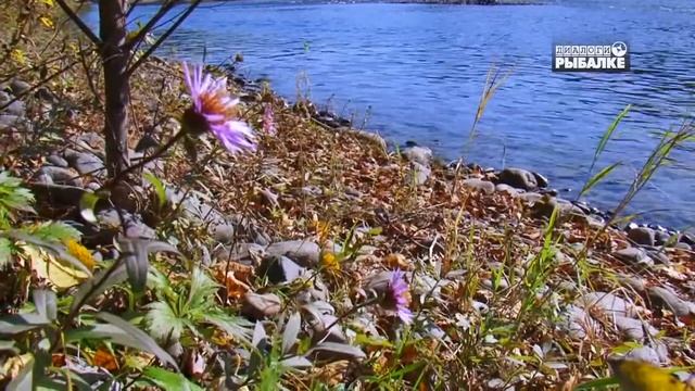 ЛЕНОК И КЕТА . О чём молчат рыбы 98