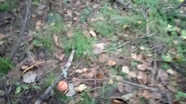 грибы смотреть онлайн