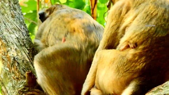 ONE BABY LONELY FEAR ! Not see Casi make Celine cry on branch. смотреть онлайн