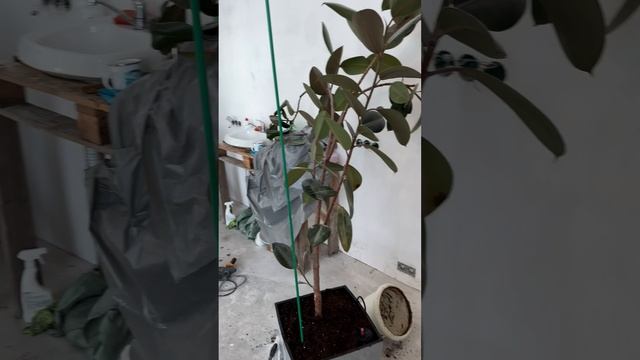 Горшок с автополивом #short