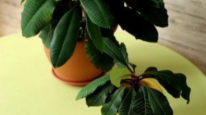 Молочай беложильчатый уход и пересадка в домашних условиях