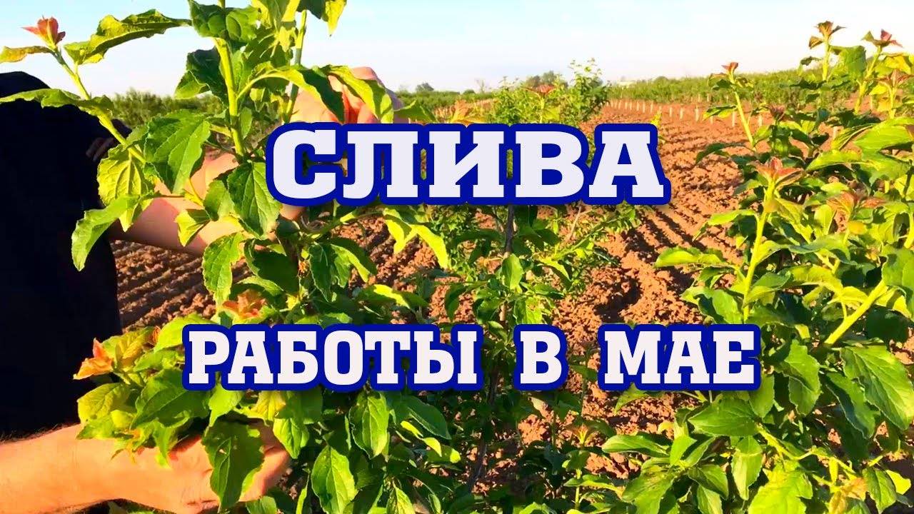 СЛИВА⧸ Обязательные работы в мае!!! смотреть онлайн