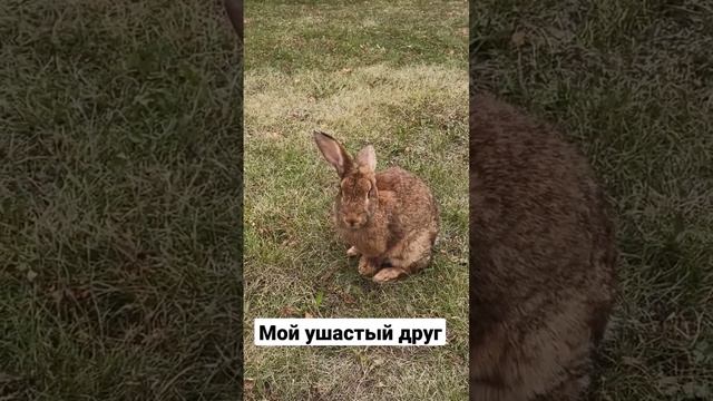 Кролик ушастый смотреть онлайн