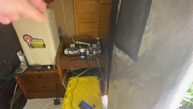 Runtz transition to flower day 7 @MarsHydro_official FC4800 @TNBNaturals @acinfinity & Hydrobucket смотреть онлайн
