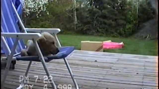 Chester Pup to 10 year old dog смотреть онлайн