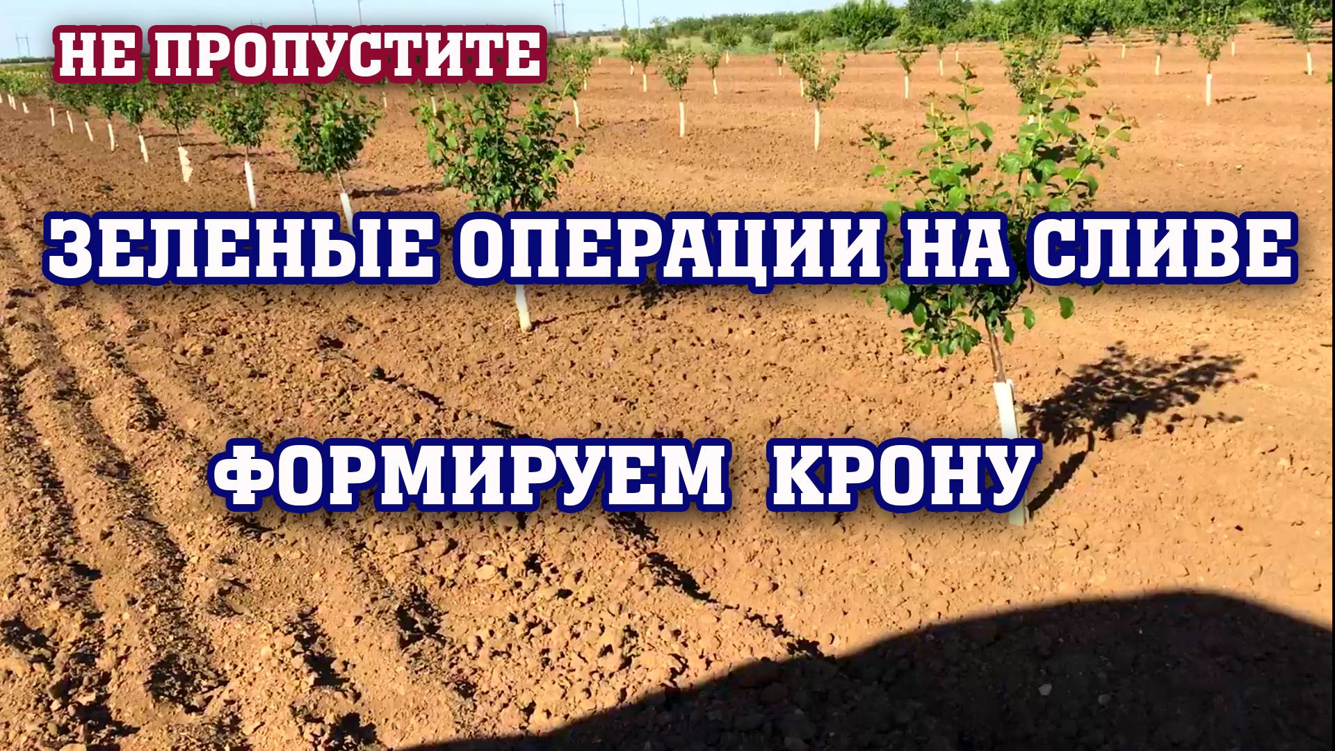 НЕ ПРОПУСТИТЕ ⧸ зеленые операции на СЛИВЕ ⧸ 2- ой год опытный участок смотреть онлайн