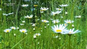 ПЕНИЕ ЖАВОРОНКА НА ЗЕМЛЯНИЧНОМ ПОЛЕ.СОБИРАЕМ ЗЕМЛЯНИКУ И ЗАРЯЖАЕМСЯ ЭНЕРГИЕЙ РАДОСТИ И ЗДОРОВЬЯ.