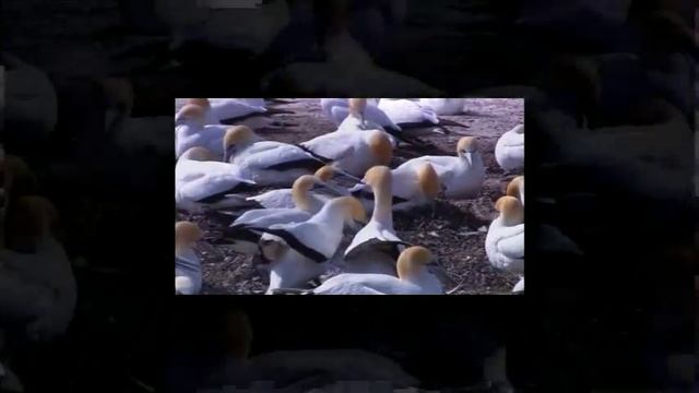 (YTPMV) Wildlife (Windows 7 Sample Video) Scan Low Battery смотреть онлайн