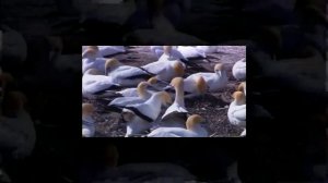 (YTPMV) Wildlife (Windows 7 Sample Video) Scan Low Battery