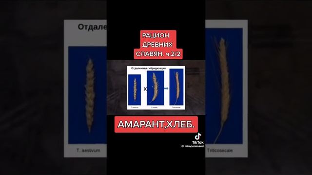 Амарант Мука Масло