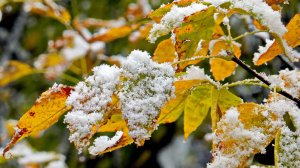 Таинства Покрова