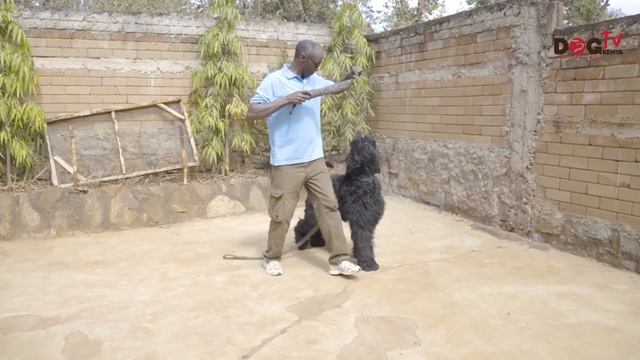 we started imported the Black Russian Terriers the only ones in Kenya.(Dog Tv Kenya episode 31) смотреть онлайн