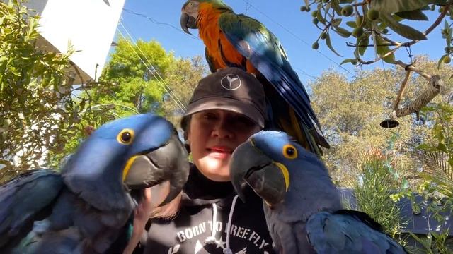 Very well behaved macaws kissing and showing wings on command смотреть онлайн