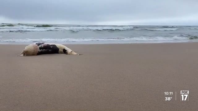What is that? Mysterious carcass washes ashore in Grand Haven смотреть онлайн