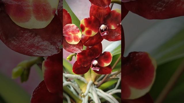 Орхидея Арлекин 💛❤ Яркий пятнистый восковой фаленопсис из Голландии | Домашнее цветение 🔥 смотреть онлайн