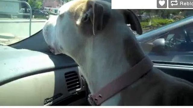 Man Singing Out Of Car Window смотреть онлайн