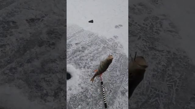 На карася сел окунь, зимняя жерлица смотреть онлайн