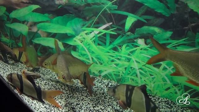 Массандровский парк в Ялте и Океонариум. смотреть онлайн