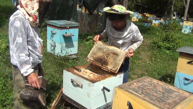 500+ Экспериментируем с пчелоудалителями. смотреть онлайн