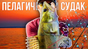 Пелагический судак год спустя. Новая техника ловли.