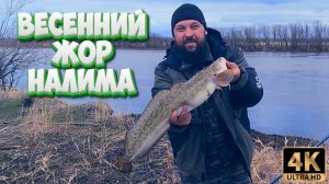 ВЕСЕННИЙ ЖОР НАЛИМА !!! Большое рыболовное путешествие по Северным рекам. Часть 2.