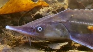 СТЕРЛЯДЬ. О чём молчат рыбы 50