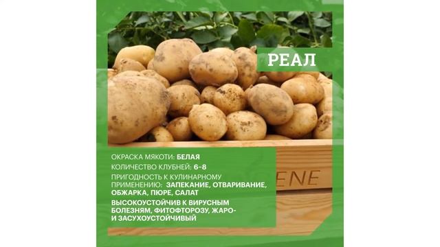 DokaGene сегодня мы расскажем Вам о сортах картофеля собственной селекции - РЕАЛ и КАЛИНКА смотреть онлайн