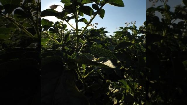 DokaGene. Цветение картофеля. сорт КИНГСМЕН смотреть онлайн