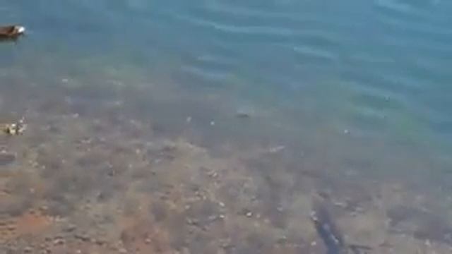 Атака щуки смотреть онлайн