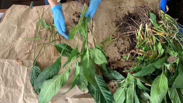 Как рассадить Спатифиллум и получить новые растения смотреть онлайн