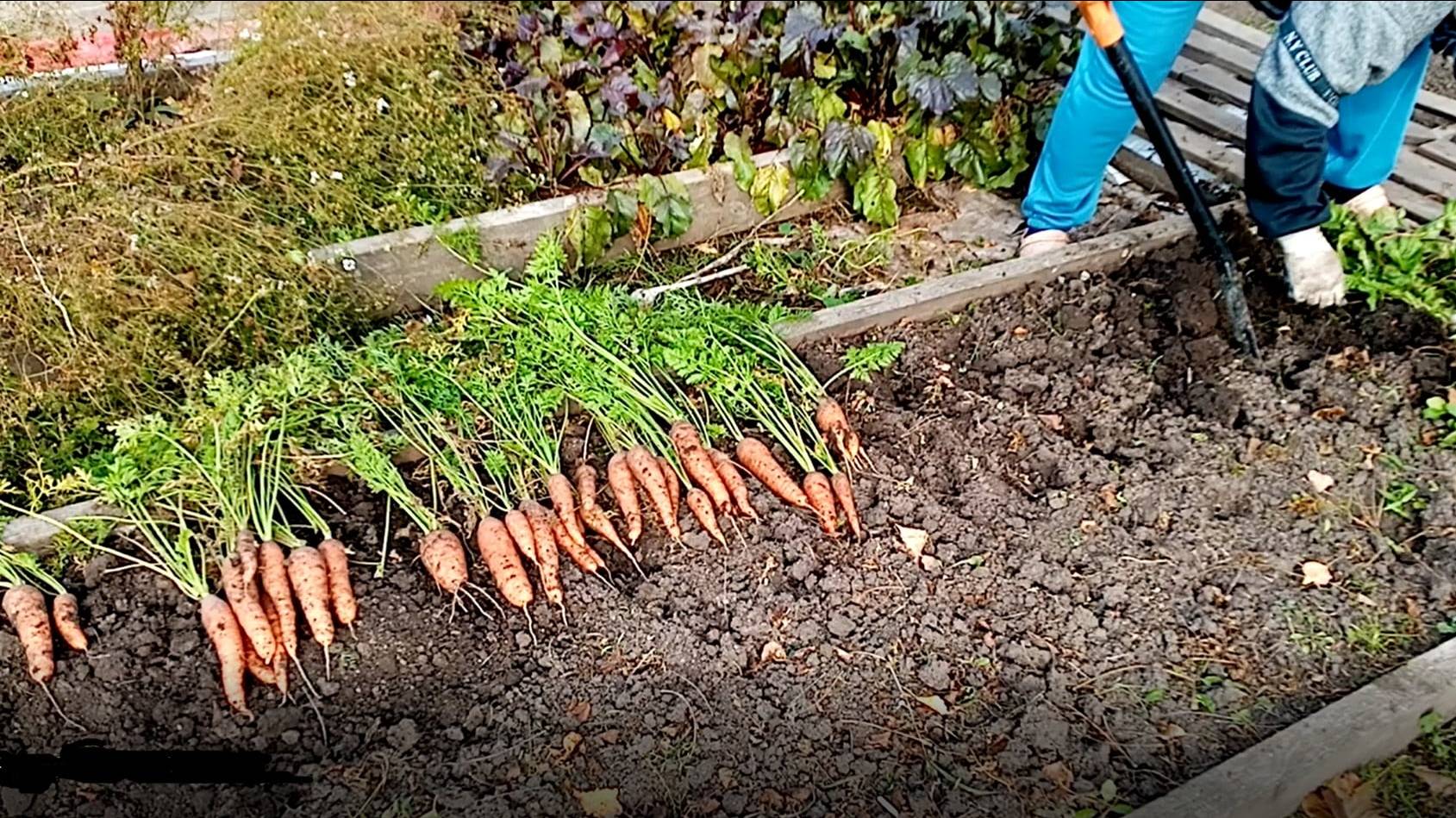 # 25 ОСЕННИЕ ХЛОПОТЫ, НА УСАДЬБЕ/ ВКУСНЯШКА НА САДЖЕ