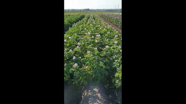 DokaGene. Новейший сорт семенного картофеля - МИЛАНО на "Potato Russia 2022" смотреть онлайн