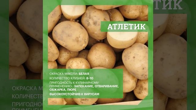 DokaGene АТЛЕТИК и ОСКАР- новейшие сорта собственный селекции смотреть онлайн