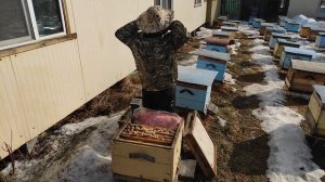 500+ Спасаем слабые семьи до облёта.