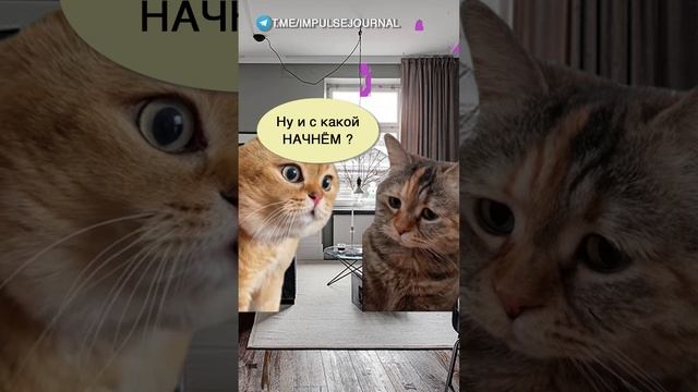 Ты сможешь #мыкотики #вмем #разговор #анекдот #шутки #кот #юмор #смешное #прикольно #мемы #cat смотреть онлайн