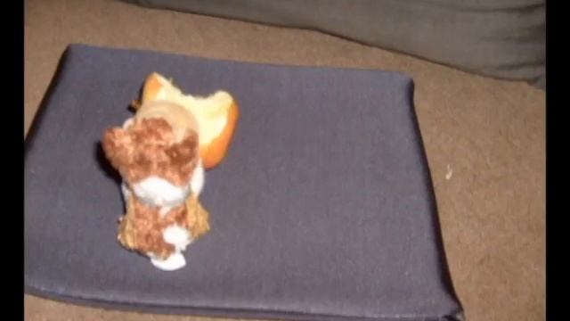 Dog eating apple. смотреть онлайн