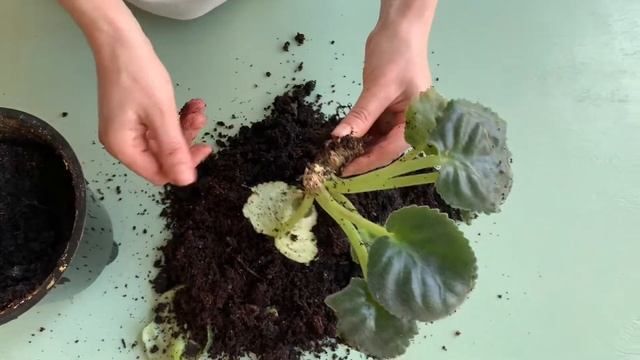 Не удалось спасти фиалку, но теперь я знаю что делать смотреть онлайн